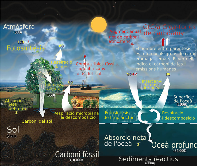 Cicle del carboni